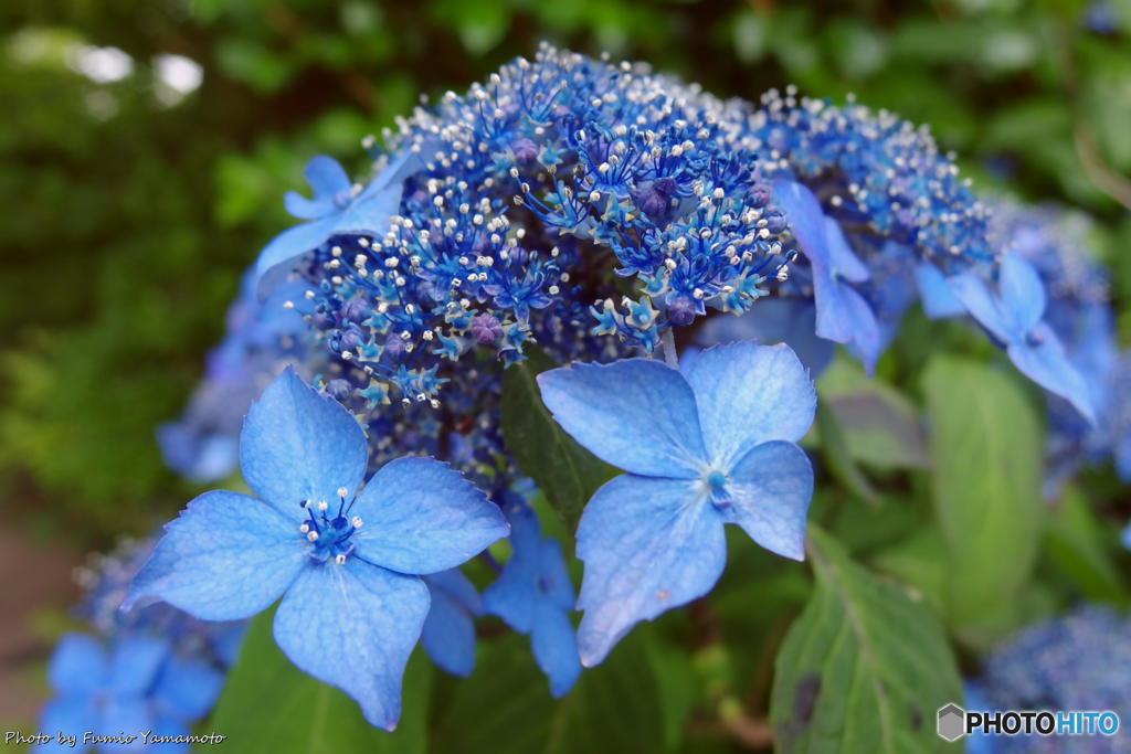 梅雨の花一輪(再)