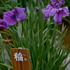 小岩菖蒲園　２０１９水無月 その９