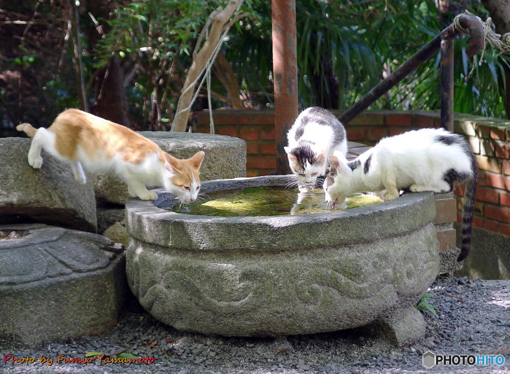 "喫茶梅"展示会用　その２ :水を呑む猫たち　(喫茶店若王子跡にて)