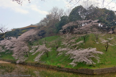 皇居の桜　その３