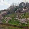皇居の桜　その３