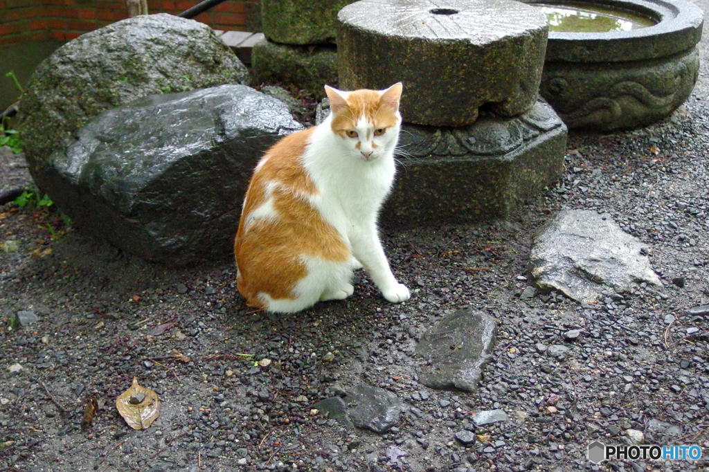 梅雨の哲猫　その８