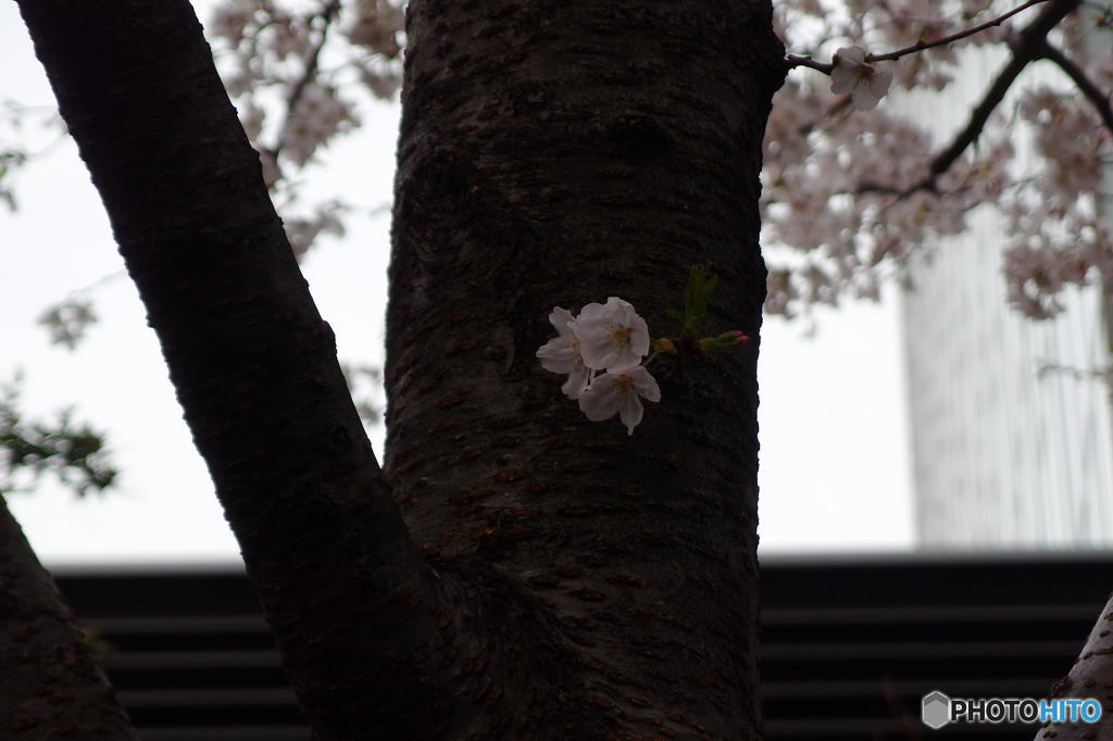 大崎の桜　その４