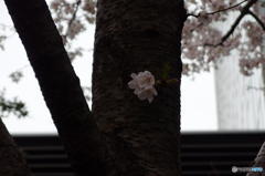 大崎の桜　その４