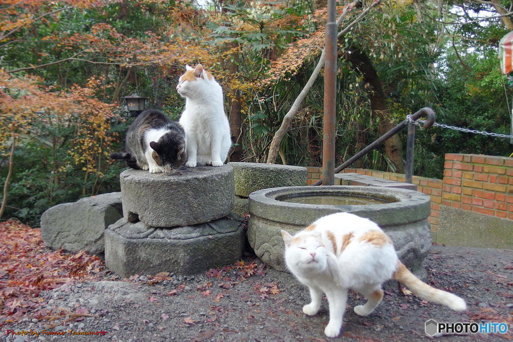 年の瀬の哲猫　その１