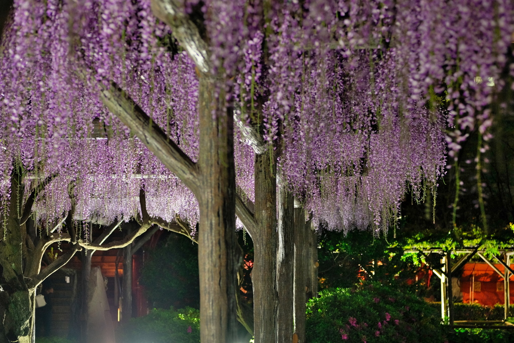 亀戸天神　２０１９卯月　その５