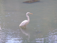 浄の池(きよめのいけ)の白鷺