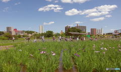 小岩菖蒲園にて　その１