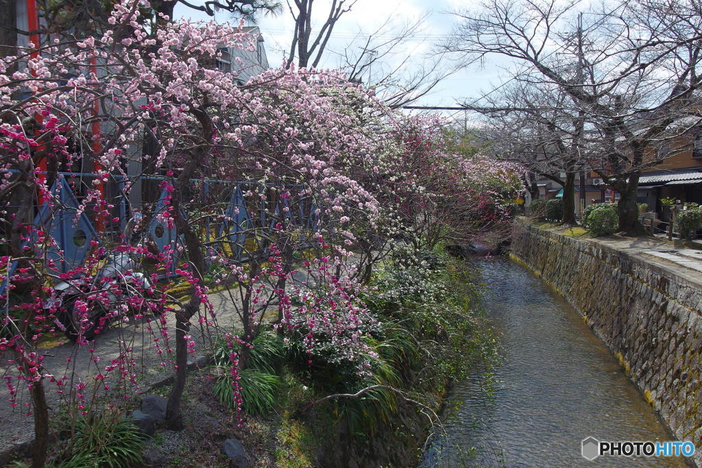 早春の哲学の道　その２