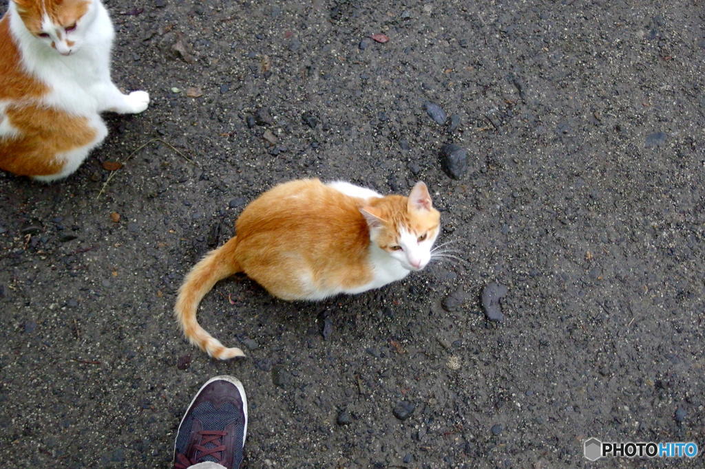 梅雨の哲猫　その２