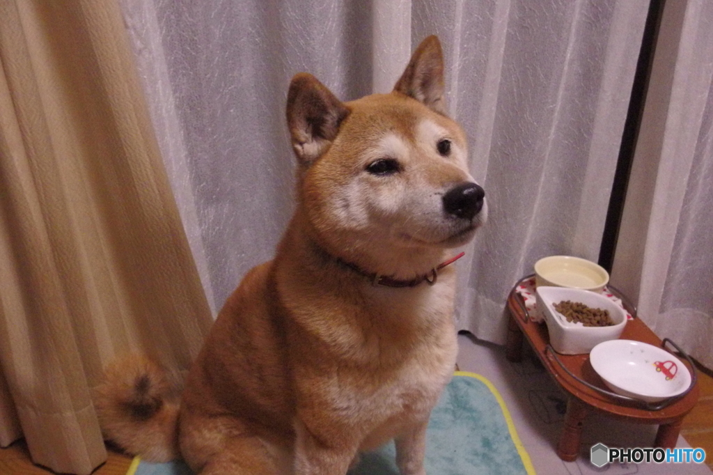 なんかちょーだい！その５