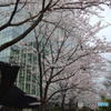 大崎の桜　その２