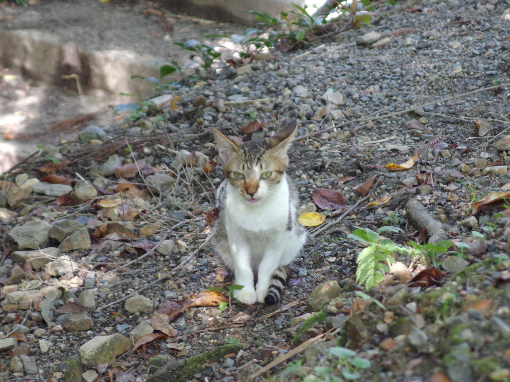 哲学の道の猫　その2