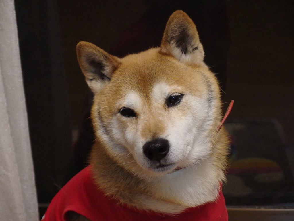 うつむく柴犬　その１