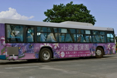 小岩菖蒲園　２０１９水無月 その２