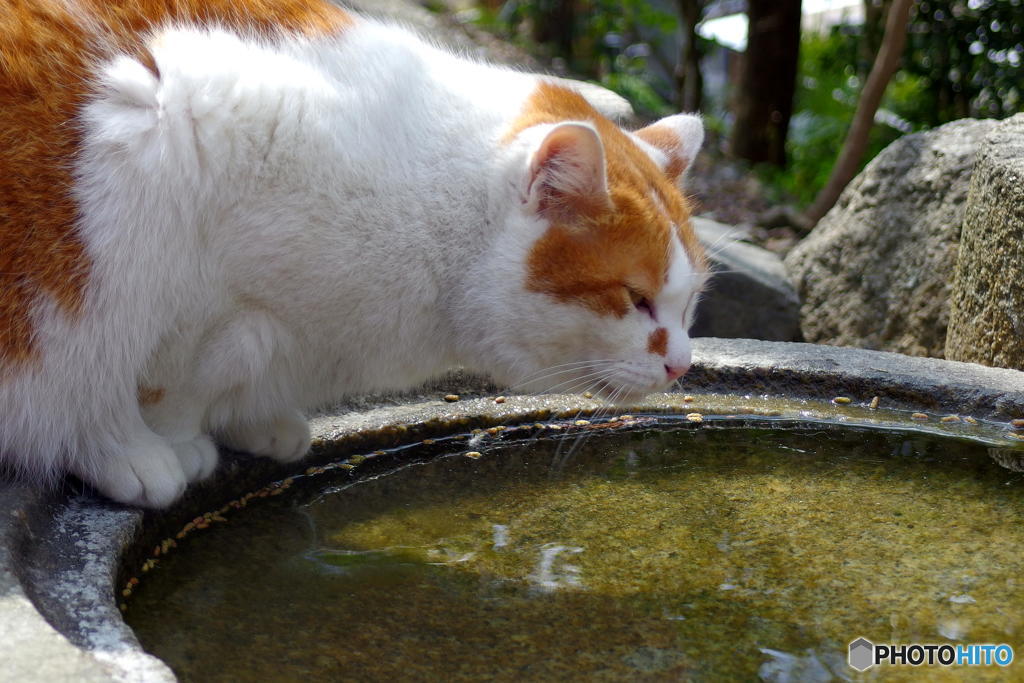 早春の哲猫　その８