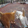 年の瀬の哲猫　その3