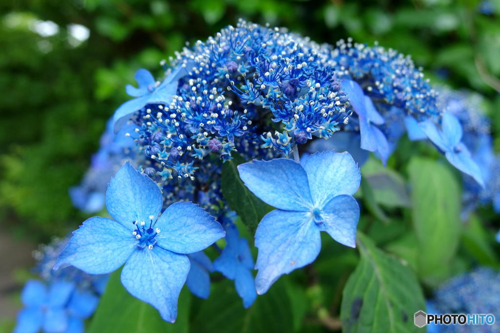 梅雨の花一輪　その１
