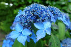 梅雨の花一輪　その１