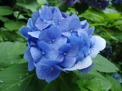 大崎の紫陽花