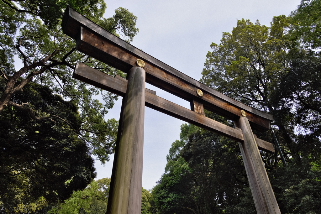 明治神宮　２０１９皐月　その８