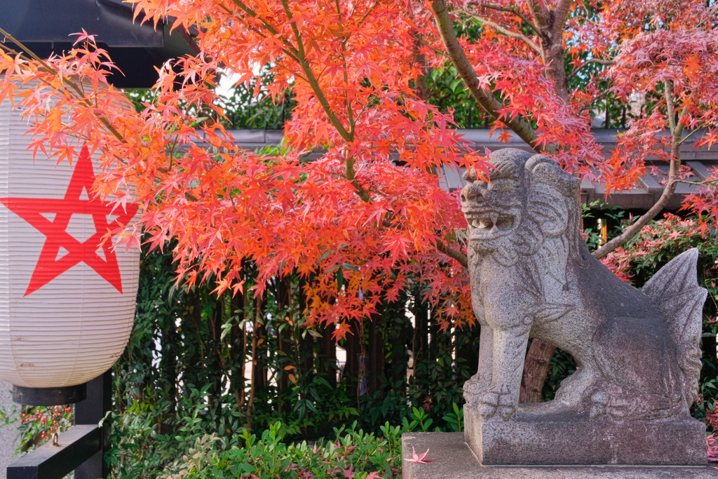 晴明神社 2019 師走 その３