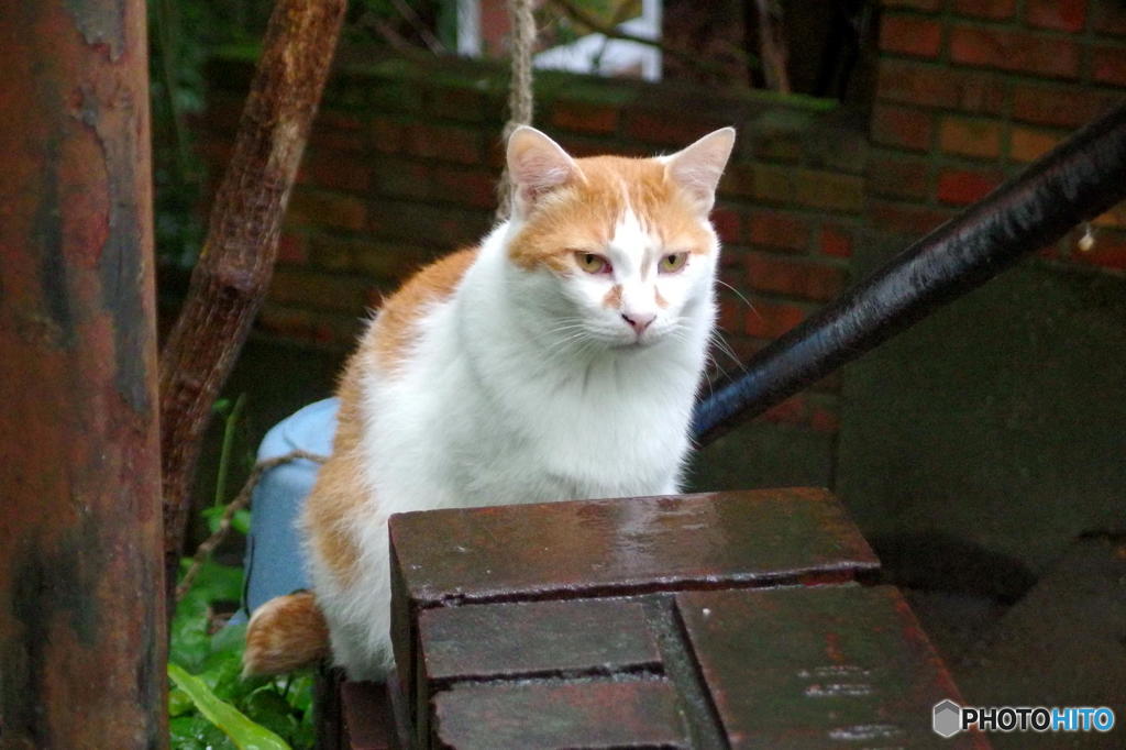 梅雨の哲猫　その７