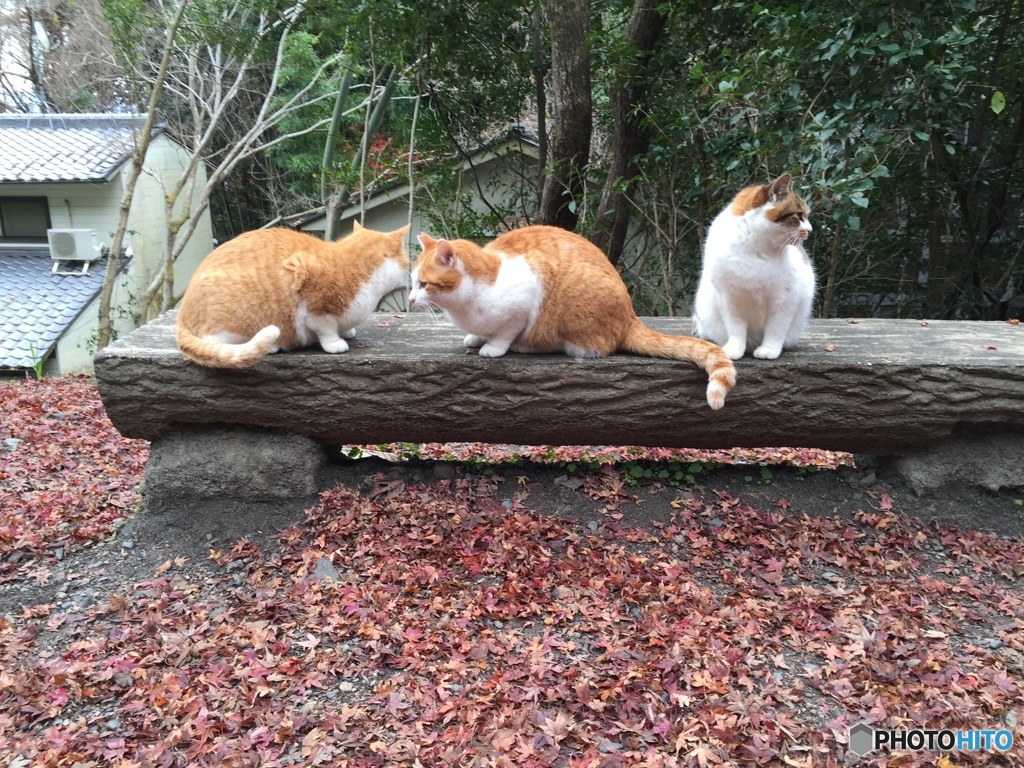 哲猫　その５