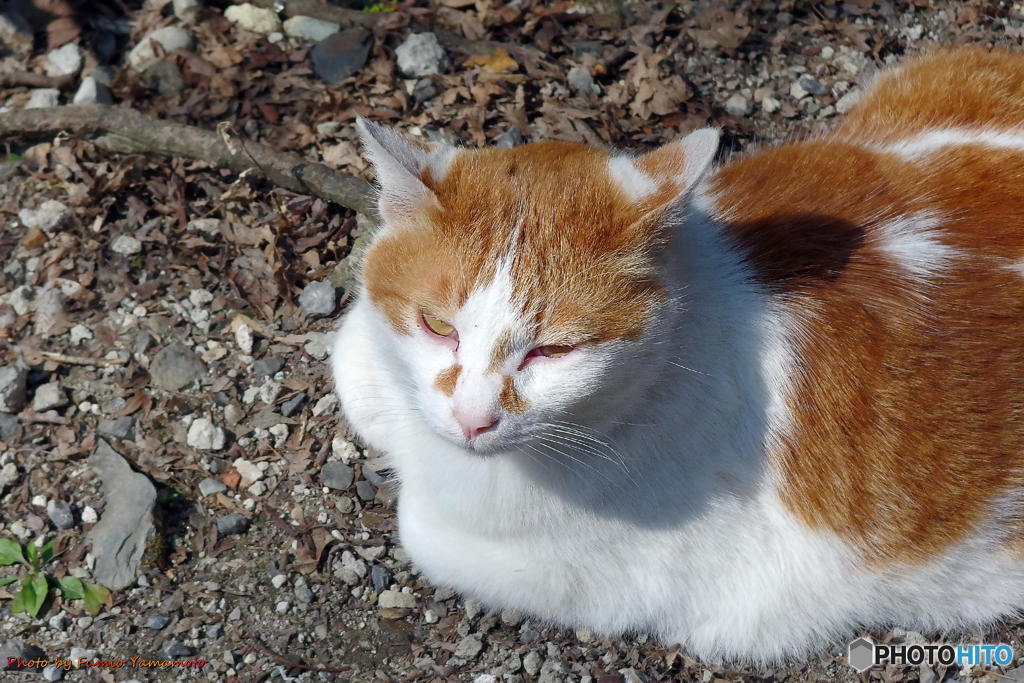 2018 早春の哲猫　その３