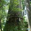 箱根神社にて　その７