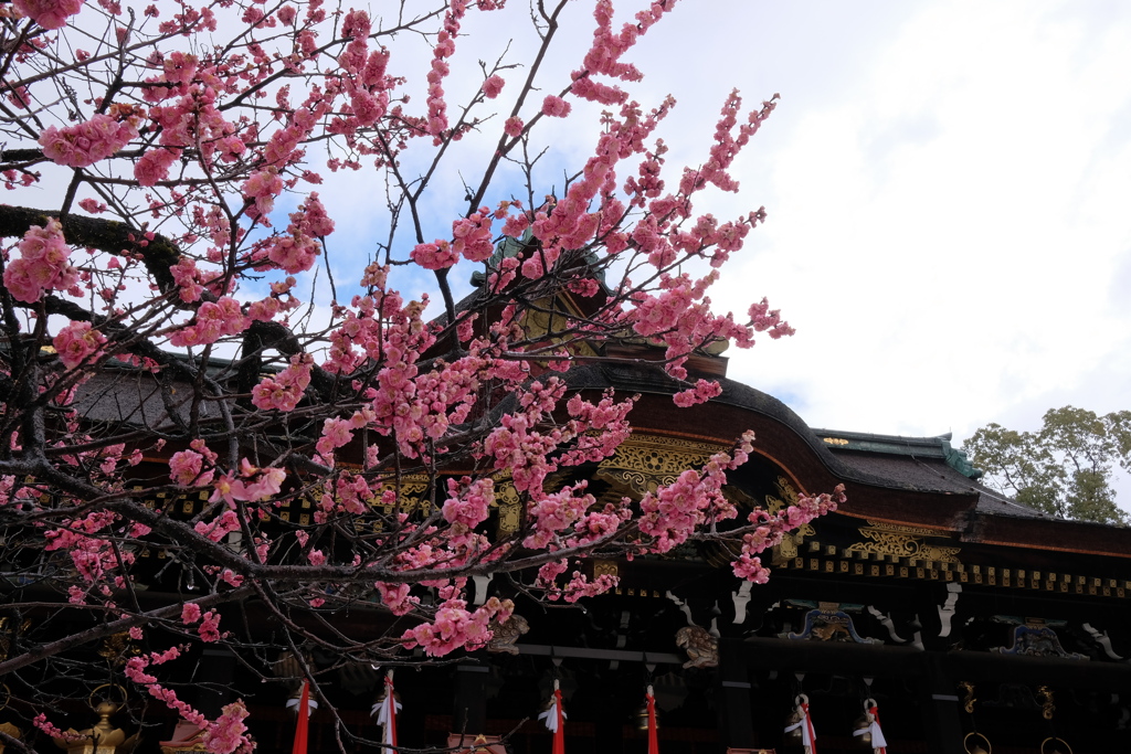 早春の北野天満宮 2019 蔵出し その１