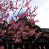 早春の北野天満宮 2019 蔵出し その１
