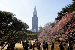 早春の新宿御苑　その３