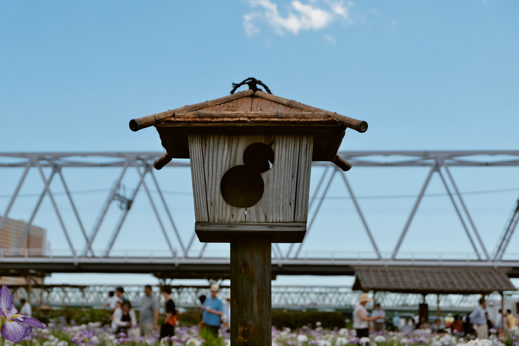 小岩菖蒲園　２０１９水無月 その８