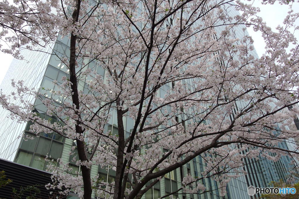 大崎の桜　その３