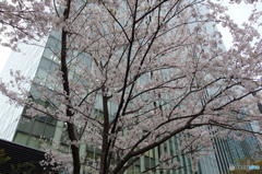 大崎の桜　その３
