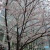 大崎の桜　その３