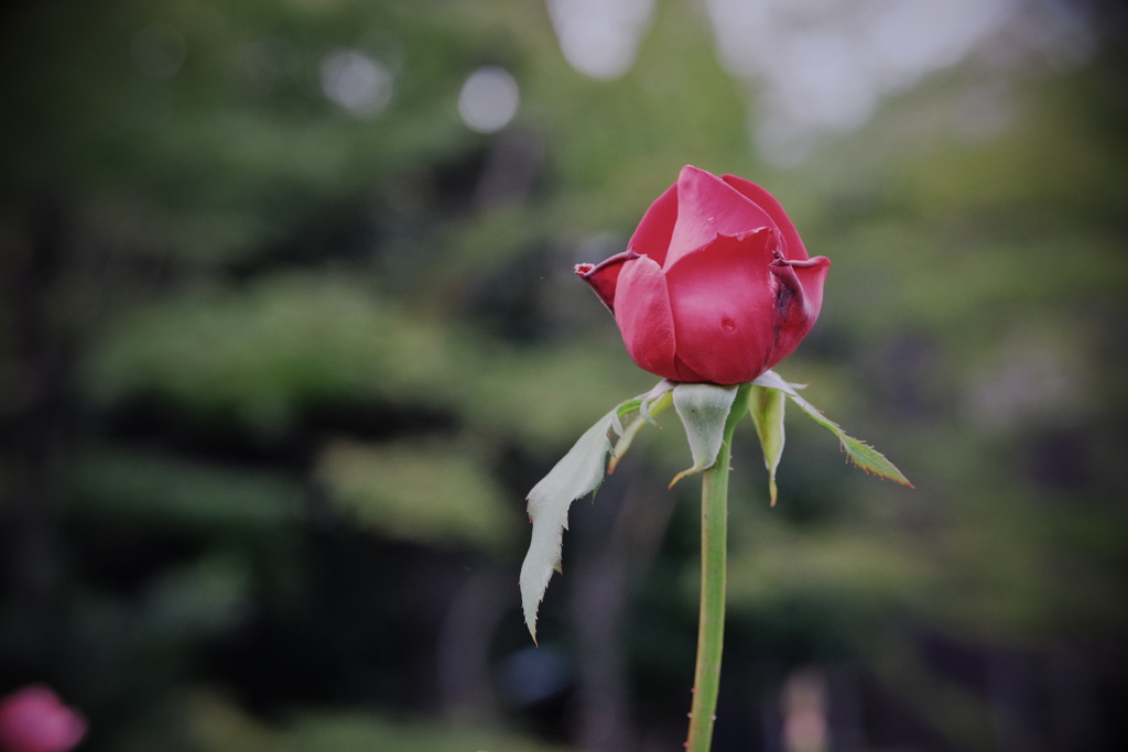 旧古河庭園にて 2019 神無月 その１０