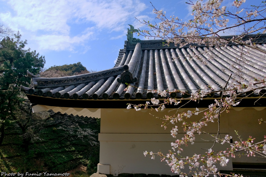 皇居の桜　その６