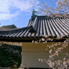 皇居の桜　その６