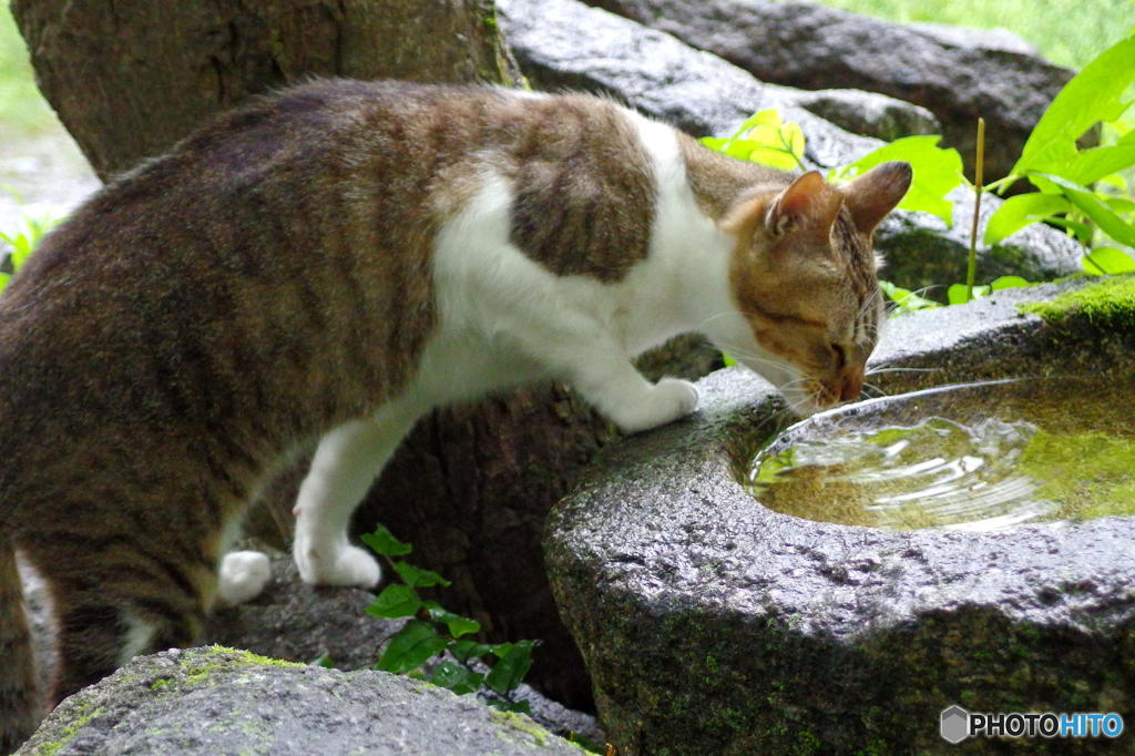 梅雨の哲猫　その６