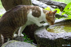 梅雨の哲猫　その６