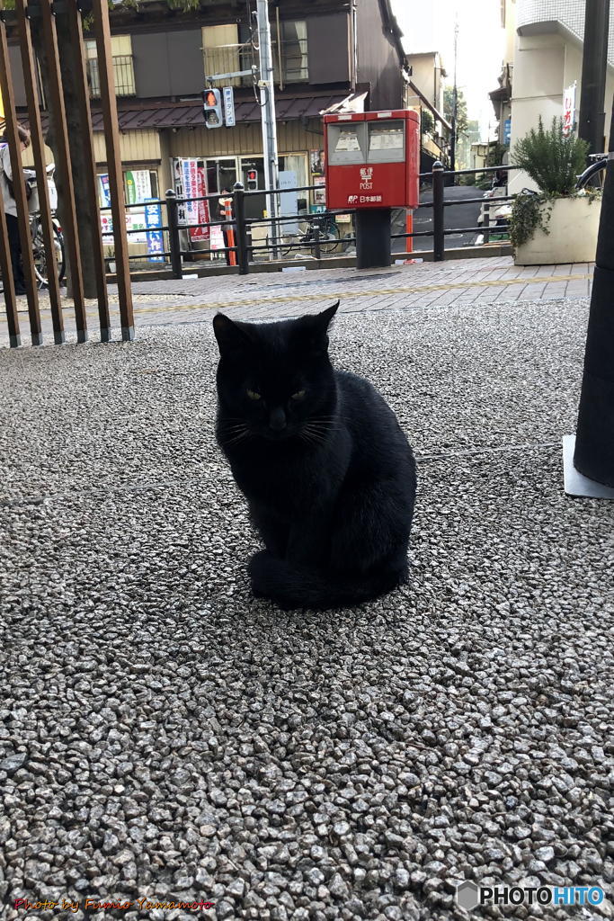 バットにゃんっ！(=‘ｘ‘=)　その１