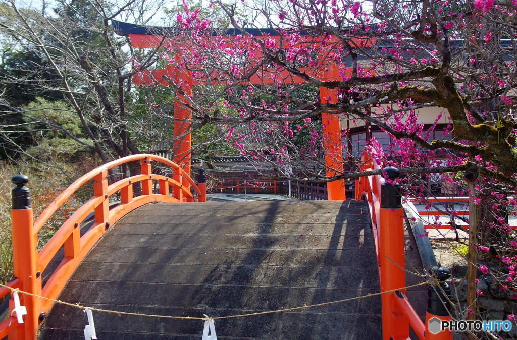 下鴨神社の梅　その１