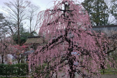 早春の北野天満宮 2019 その５