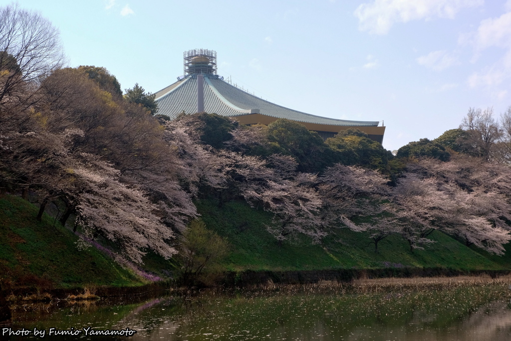 皇居の桜　その１