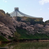 皇居の桜　その１