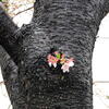 近所の桜　その１