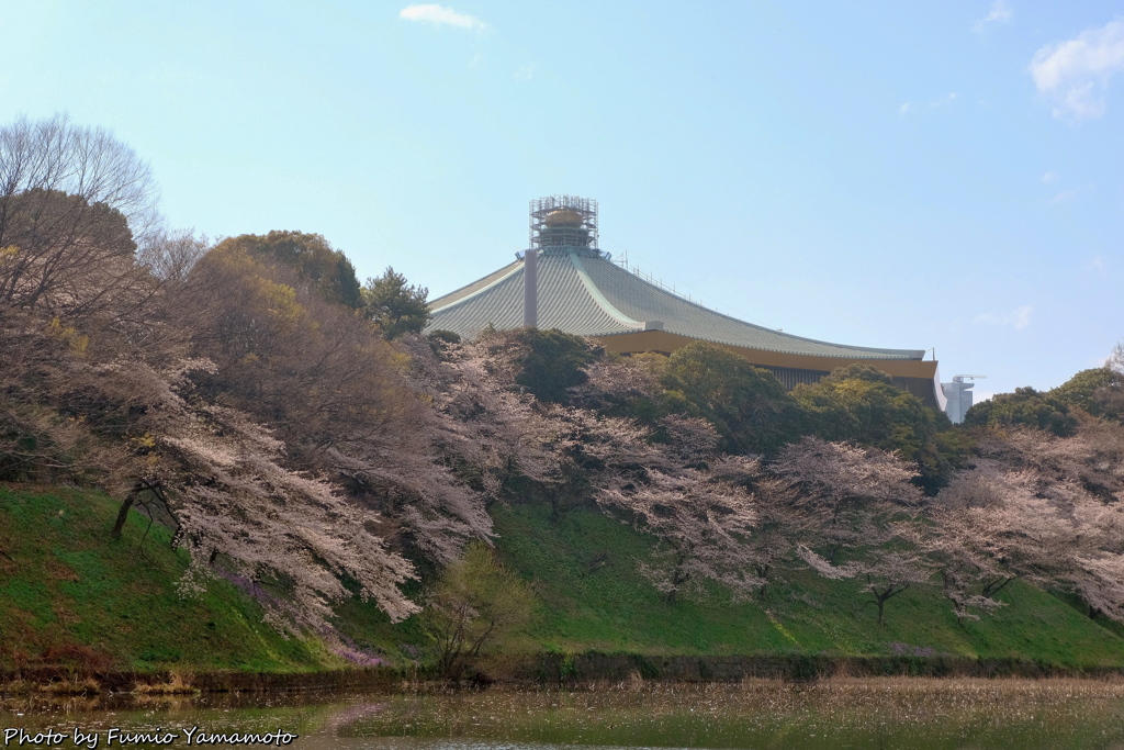 皇居の桜　その７