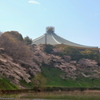 皇居の桜　その７